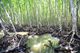 Picture of Can Gio Mangrove Forest 1 day tour – private tour